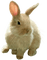 Кролик - Darmowy animowany GIF