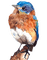 oiseaux - безплатен png анимиран GIF
