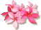 Pink cluster of flowers - GIF animé gratuit GIF animé
