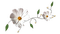 flores para decorar - png gratis GIF animado