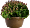 Blumentopf - gratis png geanimeerde GIF