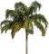 palm by nataliplus - Free PNG Animated GIF