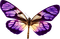Butterfly ❤️ elizamio - GIF animé gratuit
