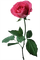 Trandafir 3 - darmowe png animowany gif