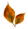 hojas otoño - PNG gratuit GIF animé