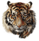 tiger - png gratuito GIF animata