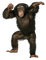 Kaz_Creations Animals Monkey - бесплатно png анимированный гифка