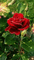 Rózsa 🌹 - GIF animé gratuit GIF animé
