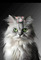 cats. mit maus - δωρεάν png κινούμενο GIF