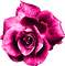 Glitter.Rose.Pink - PNG gratuit GIF animé