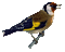 Gif Oiseau - Бесплатный анимированный гифка анимированный гифка