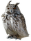 Owls - nemokama png animuotas GIF