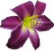 lily  by nataliplus - png gratuito GIF animata