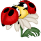 Kaz_Creations Cute Ladybug - darmowe png animowany gif