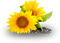 sunflowers - бесплатно png анимированный гифка