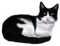 Kaz_Creations Cats Cat Kittens Kitten - gratis png animeret GIF