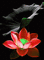 maj fleurs gif - Бесплатный анимированный гифка анимированный гифка