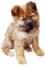 puppy - gratis png geanimeerde GIF