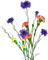 fleurs des champs