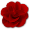 rose - zadarmo png animovaný GIF