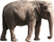 Kaz_Creations Elephant - png gratis GIF animado