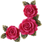 roses border - PNG gratuit GIF animé