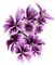 purple milla1959 - ücretsiz png animasyonlu GIF
