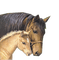 caballos   dubravka4 - Free PNG Animated GIF