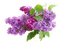 flowers milla1959 - png gratis GIF animasi