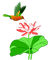 colibri- humming-bird-fleur lotus