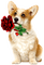Dog.Rose.White.Brown.Red - PNG gratuit GIF animé