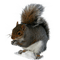 squirrl - PNG gratuit GIF animé