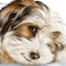 chien.Cheyenne63 - Free PNG Animated GIF