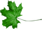 Leaf.Green - png gratuito GIF animata