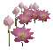 flower - Free animated GIF Animated GIF