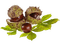 chestnuts, autumn - PNG gratuit GIF animé