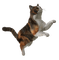 Kaz_Creations Cat Kitten - ücretsiz png animasyonlu GIF