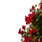 kikkapink rose roses red spring bush - png gratis GIF animasi