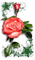 rose rose.Cheyenne63 - ilmainen png animoitu GIF