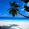 summer beach palm trees