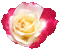 trandafir - GIF animé gratuit