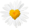 daisy Bb2 - kostenlos png Animiertes GIF