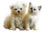 dog and cat white chat chien blanc
