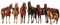 aze cheval marron Brown - png gratuito GIF animata