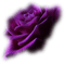 minou-purple-rose-flower-lila-ros-blomma