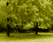 Kaz_Creations Deco  Trees Backgrounds Background Colours - Bezmaksas animēts GIF animēts GIF