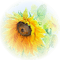 loly33 tournesol - безплатен png анимиран GIF