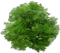Baum - ingyenes png animált GIF