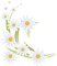daisies Bb2 - бесплатно png анимированный гифка