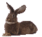 Кролик - Gratis animeret GIF animeret GIF